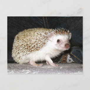 Pet Hedgehog Postcard
