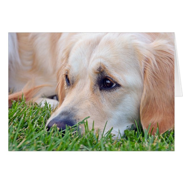 Pet Loss Sympathy Golden Retriever (Front Horizontal)