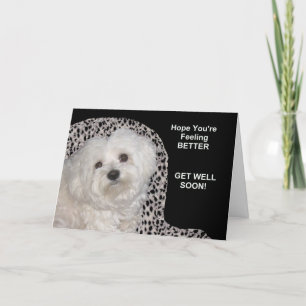 Pet (Maltese) Get Well Soon Card on Black/White