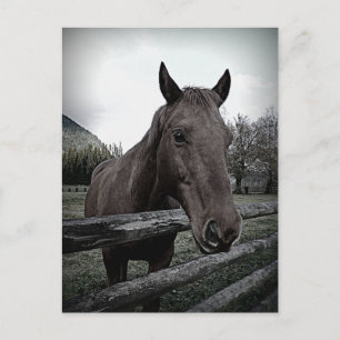 Pet me Please! Gentle Horse Postcard