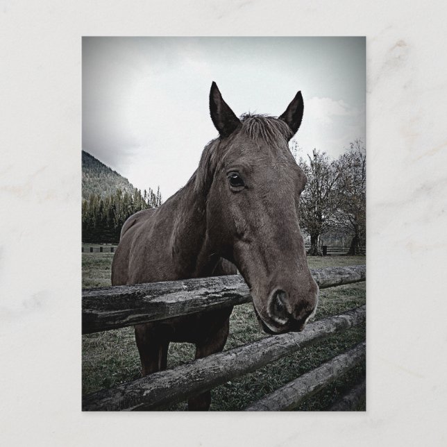 Pet me Please! Gentle Horse Postcard (Front)