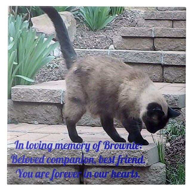 Pet Memorial Tile, Seal Point Cat Ceramic Tile (Front)