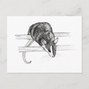 Pet mouse sketch postcard by Nicole Janes