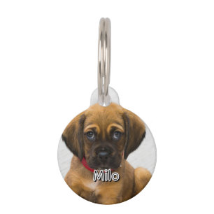 Pet Name and Address Tag