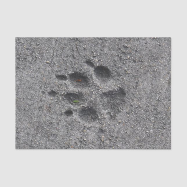 Pet Paws in Cement – Always There Tissue Paper (Front)