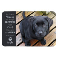 Pet Photo - Dog Photo - Cat Photo - Pet Memorial