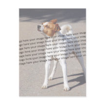 PET Photo ✨ Lovely Custom 