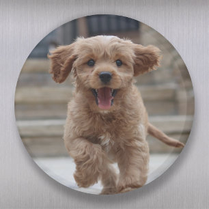 Pet Photo   Picture Upload Cute Adorable Dog Magnet