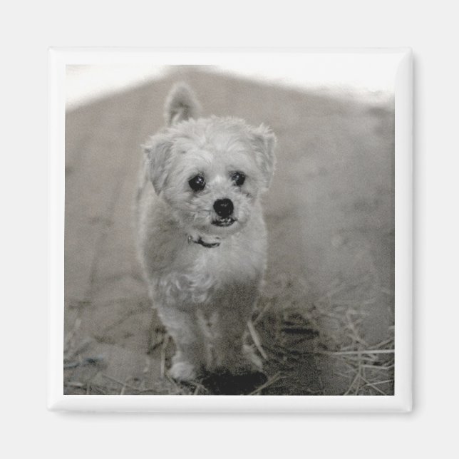 Pet Photo Timeless Keepsake Dog Mum Dad Magnet (Front)