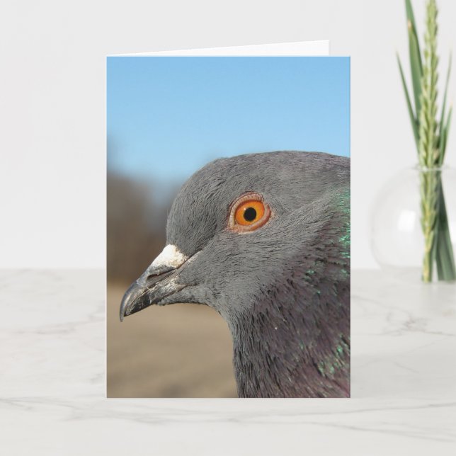 Pet Pigeon Card (Front)