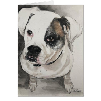 Pet Portrait - Captain Jack - American Bulldog