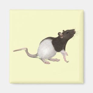 Pet Rat Painting Magnet