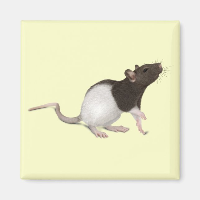Pet Rat Painting Magnet (Front)