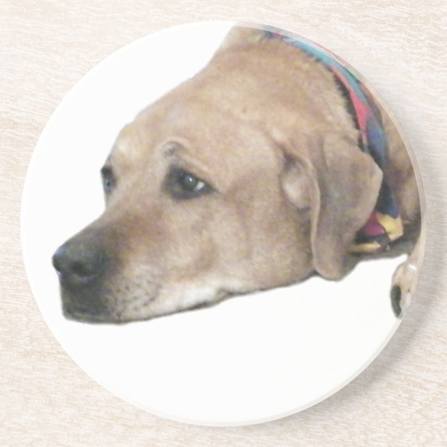 Pet Rhodesian Ridgeback Dog Picture Coaster (Front)
