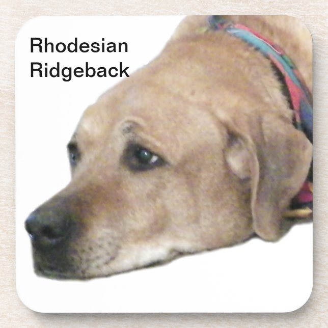 Pet Rhodesian Ridgeback Dog Picture Coaster (Front)