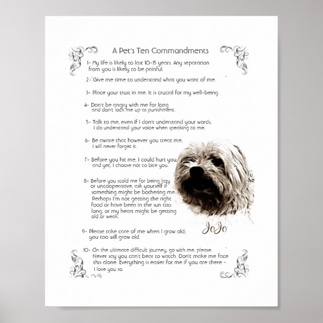 Pet Rules - JoJo    Poster (Front)