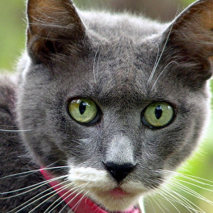 Pet Sitting Business Card