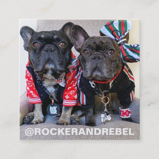 Pet Star | Modern Minimalist Simple Photo and Logo Square Business Card (Front)