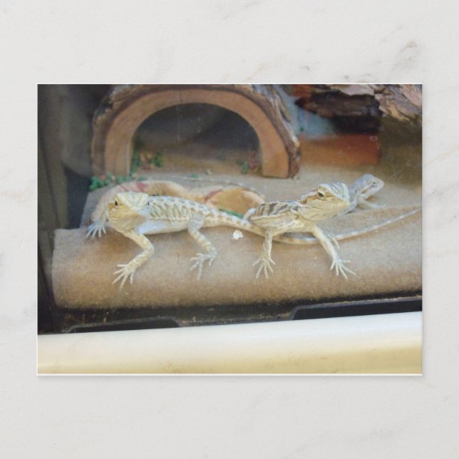 Pet Store Lizards Postcard (Front)