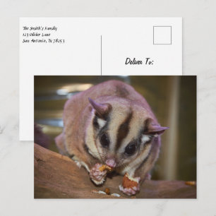 Pet Sugar Glider Eating Worms Postcard