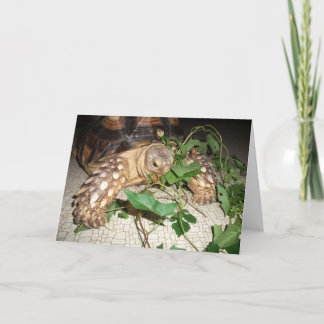 Pet Sulcata Tortoise Munching Leaves Card
