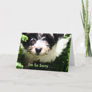 Pet Sympathy - Havanese Puppy. Card