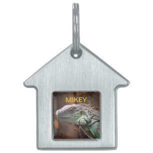 Pet Tag with colourful Iguana lizard