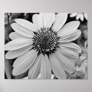 Petal Flower 10x8 Poster