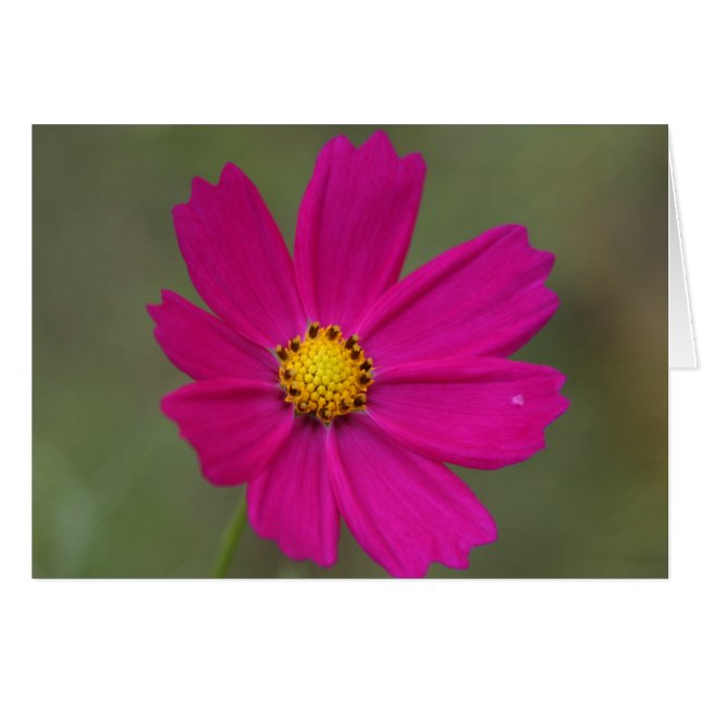 petals (Front Horizontal)