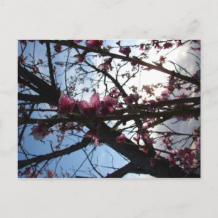 Petals in Light Postcard