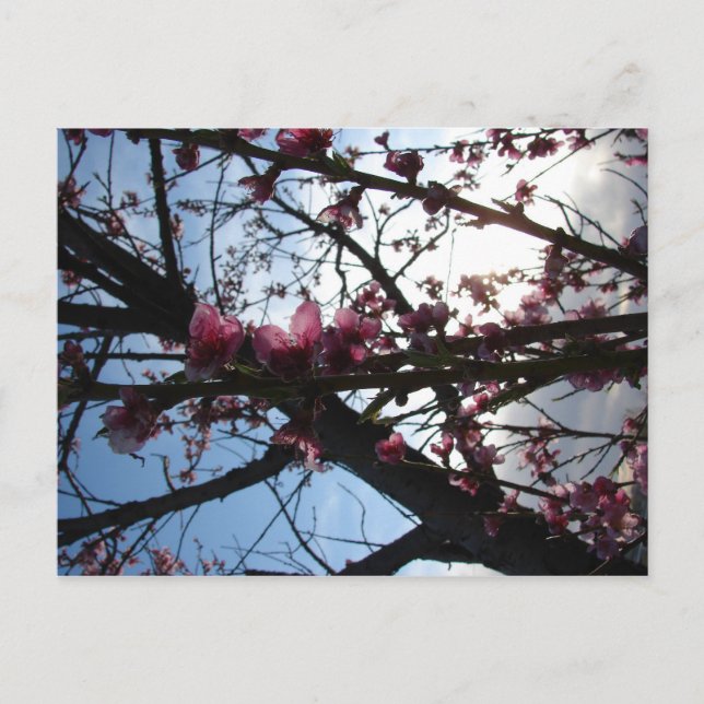 Petals in Light Postcard (Front)