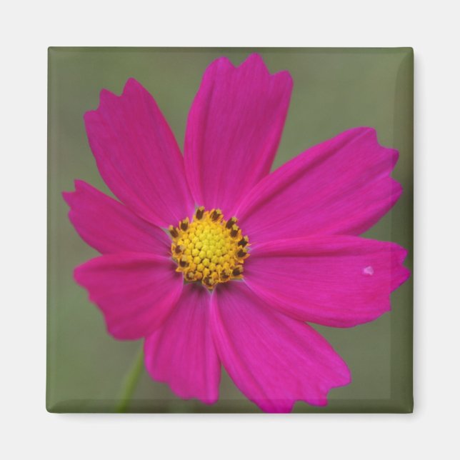 petals magnet (Front)