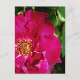 Petals of Summer Postcard