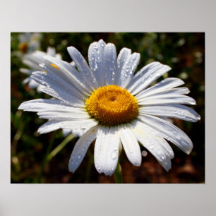 Petals Of White Poster