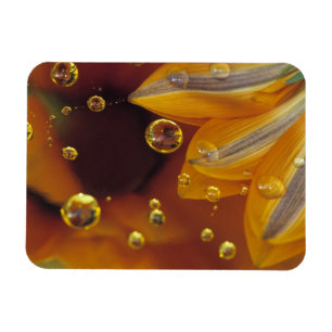 Petals on Mylar reflective surface with drops. Magnet