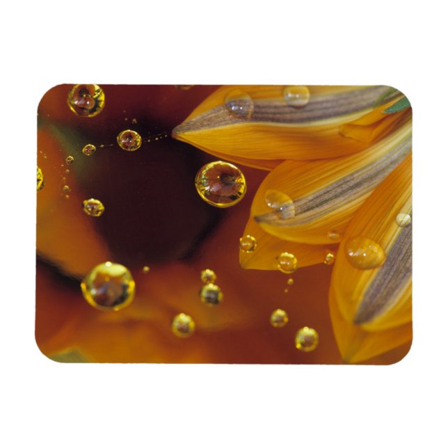 Petals on Mylar reflective surface with drops. Magnet (Horizontal)