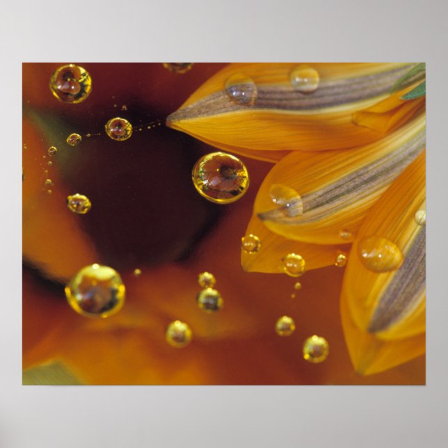 Petals on Mylar reflective surface with drops. Poster (Front)