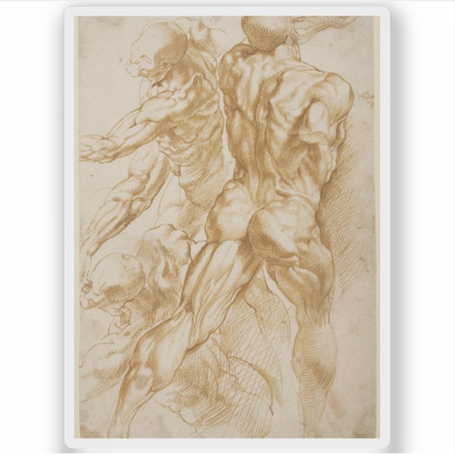 Peter Paul Rubens - Anatomical Studies (Front)