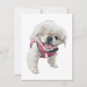 Peter Rottentail Note Cards