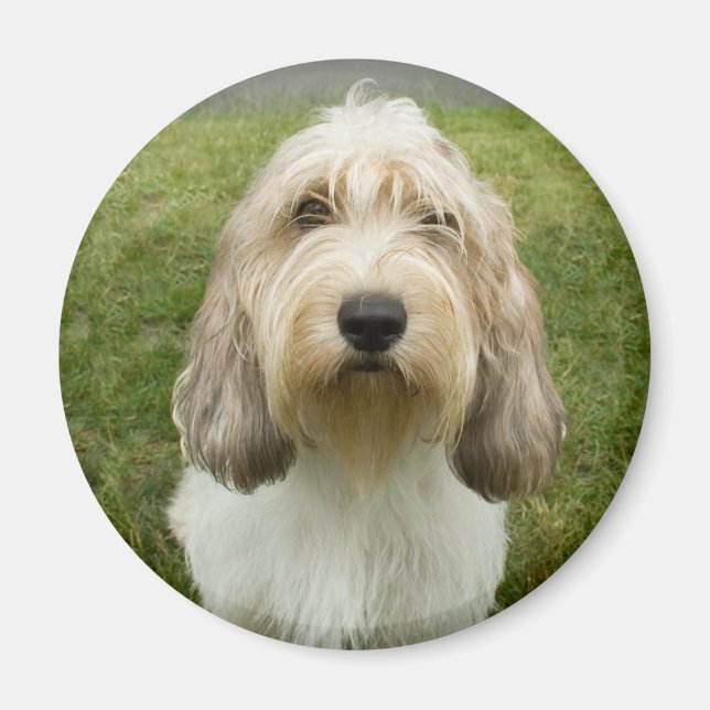 Petit Basette Griffon Vendeen Magnet (Front)