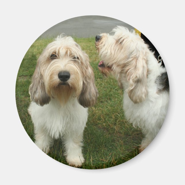 Petit Basette Griffon Vendeen Magnet (Front)