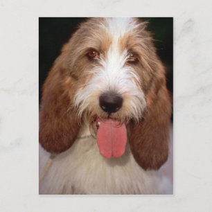 Petit Basset Griffon de Vendeen Postcard