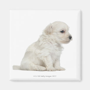 Petit chien lion or Little Lion Dog puppy Magnet