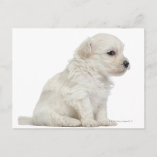 Petit chien lion or Little Lion Dog puppy Postcard