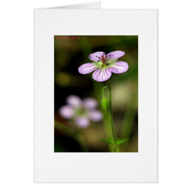 Petite purple flower (Front)