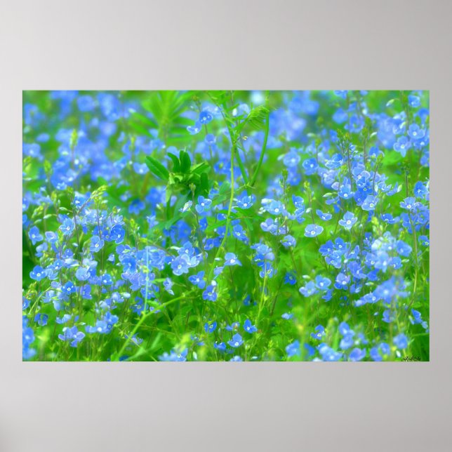 PETITES FLEURS BLEUES POSTER (Front)