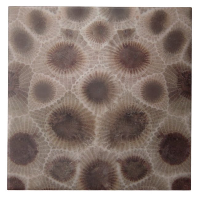 Petoskey Stone Ceramic Tile (Front)