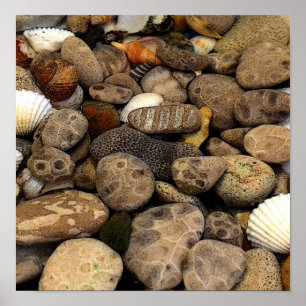 Petoskey Stones with Shells l Poster