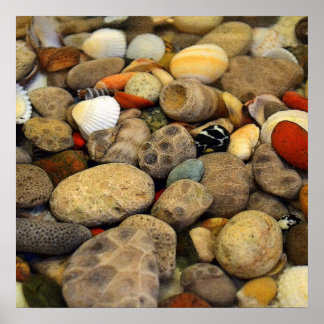 Petoskey Stones with Shells ll Poster