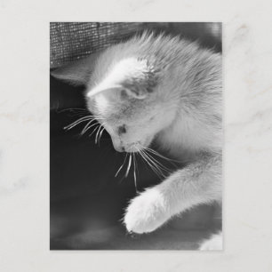 Petra Poised Postcard